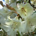 Cream rhododendron