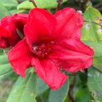 Red rhododendron