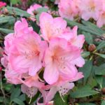 Pink rhododendron