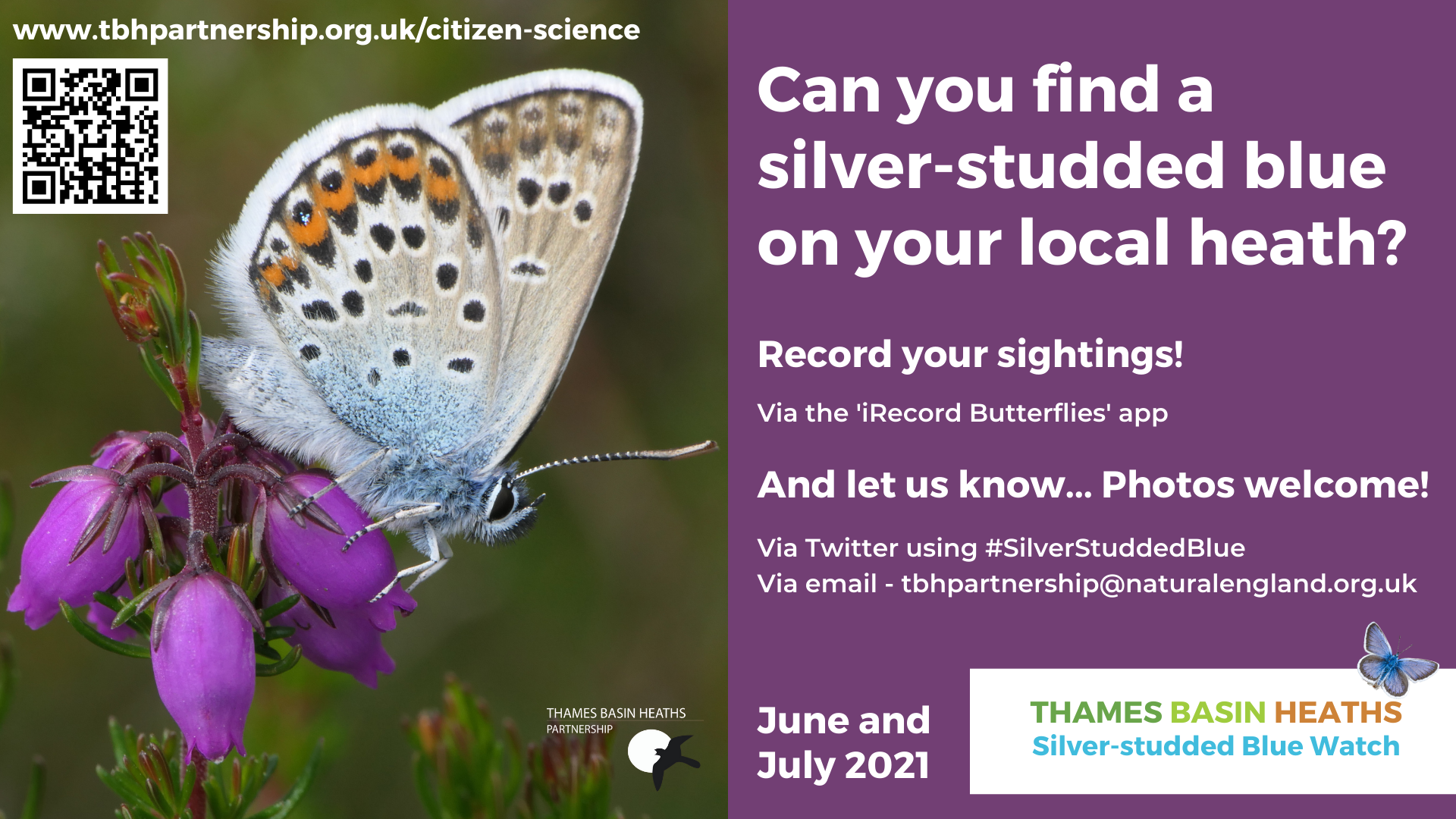 Graphic asking "Can you find a silver-studded blue butterfly on your local heath?"