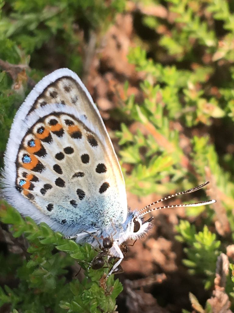 Photo showing an adult silver-studded blue being escorted by ants