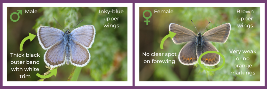 Graphic highlighting the visual differences between male and female silver-studded blue butterflies