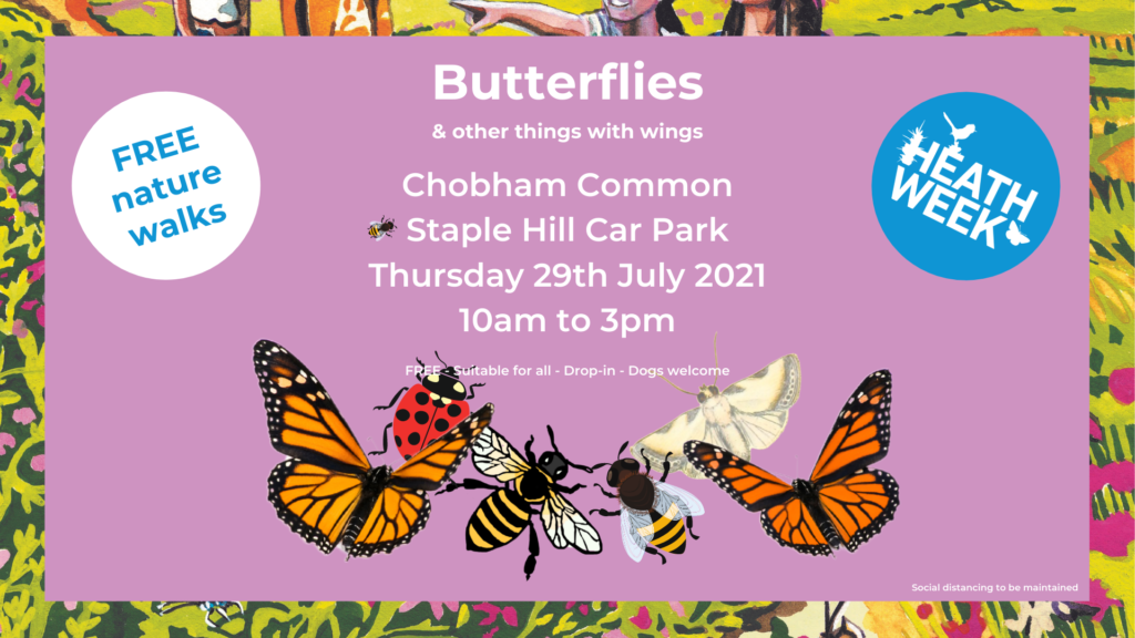 Heath Week event poster showing butterflies, bees, a moth etc