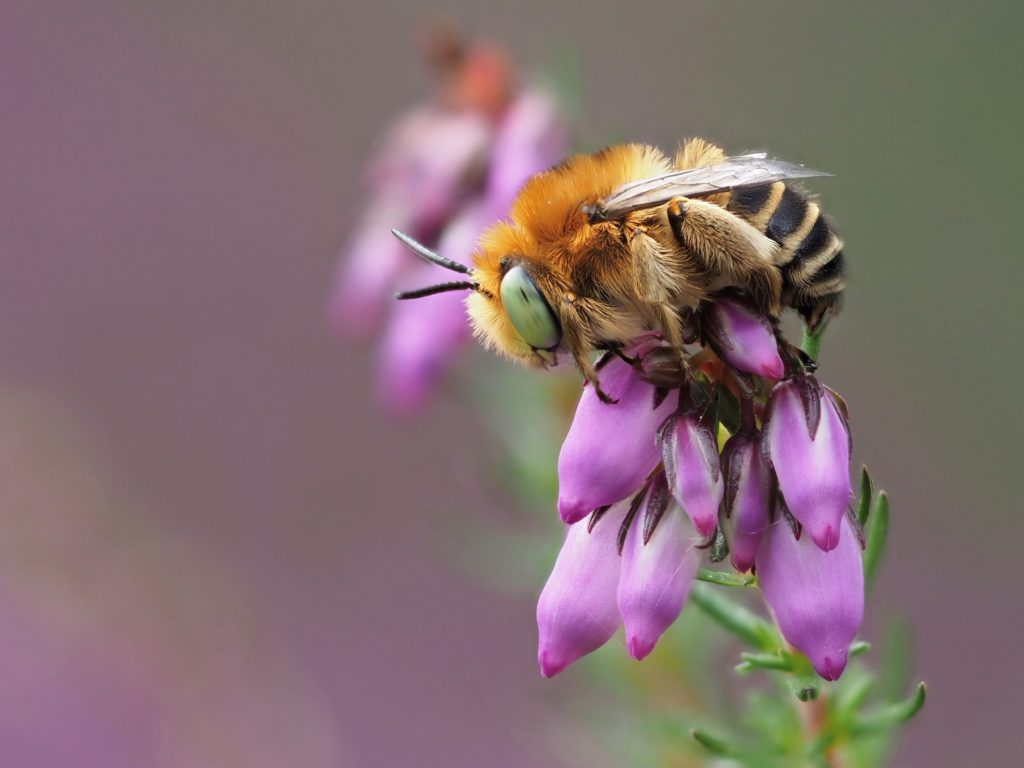 Green-eyed flower bee on heather