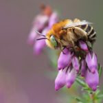 Green-eyed flower bee on heather