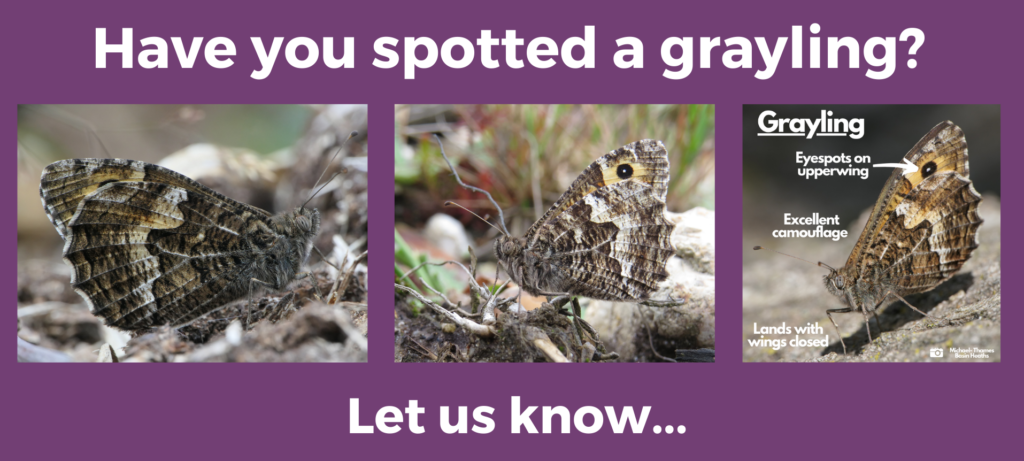 Graphic with images of grayling butterflies