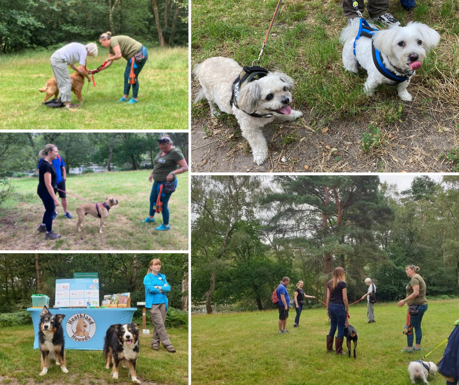 Montage of some of the Heathland Hounds enjoying some advice from Natalie.
