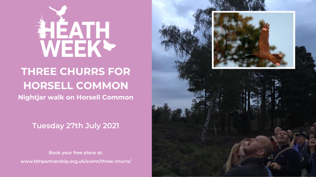 Heath Week event poster showing people looking up at a nightjar