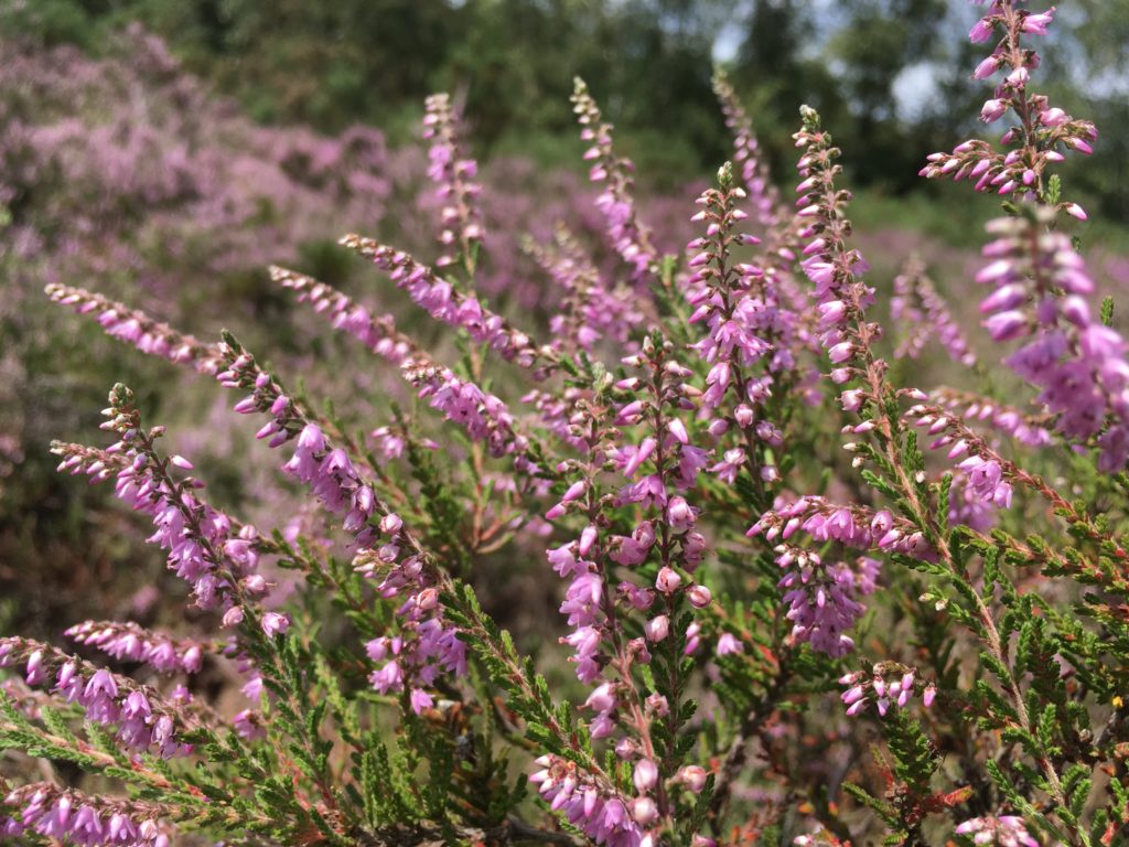 Beautiful photograph of heathland heather in flower