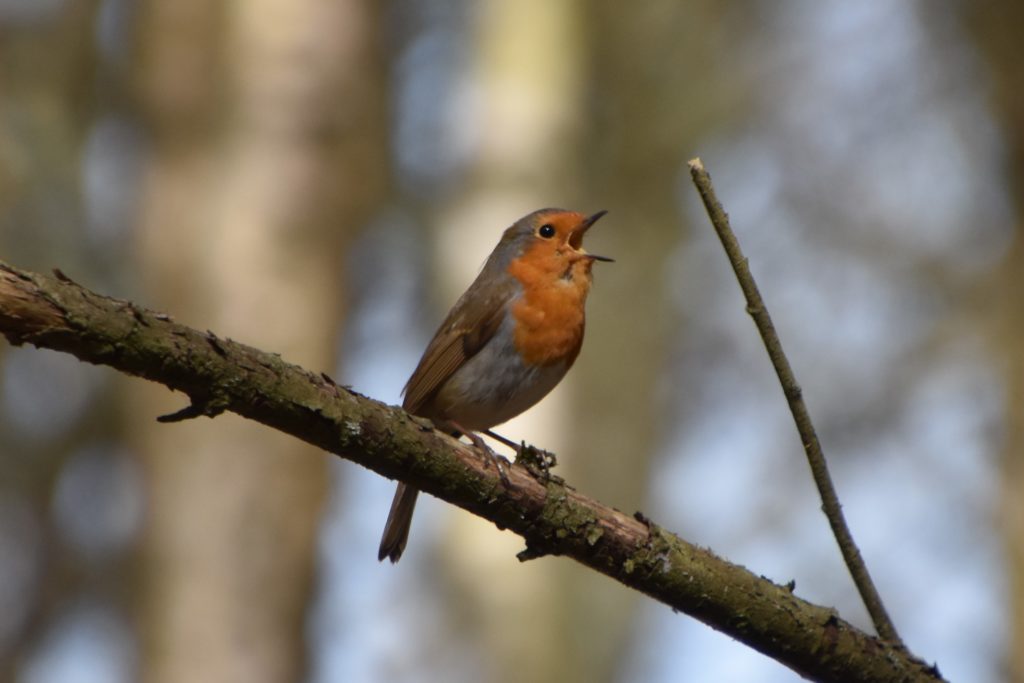 Photograph of robin singing