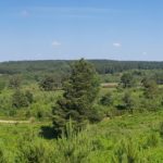 Panoramic photgraph of green countryside and forested landscape on the horizon