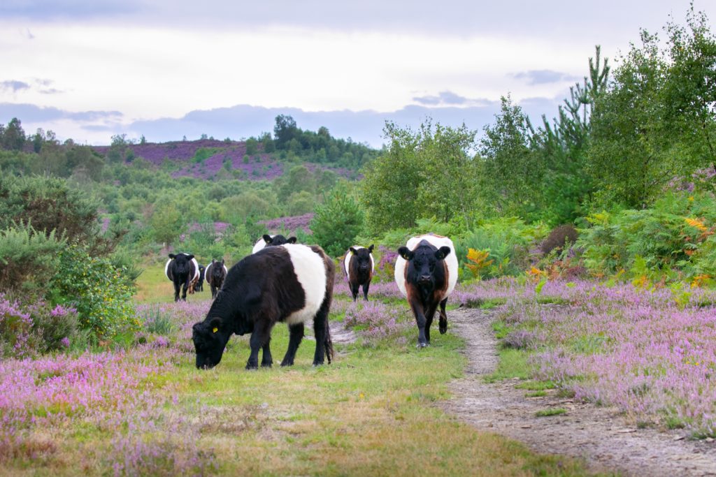 Pretty photograph of black and white Belted Galloway cattle grazing amid flowering heather