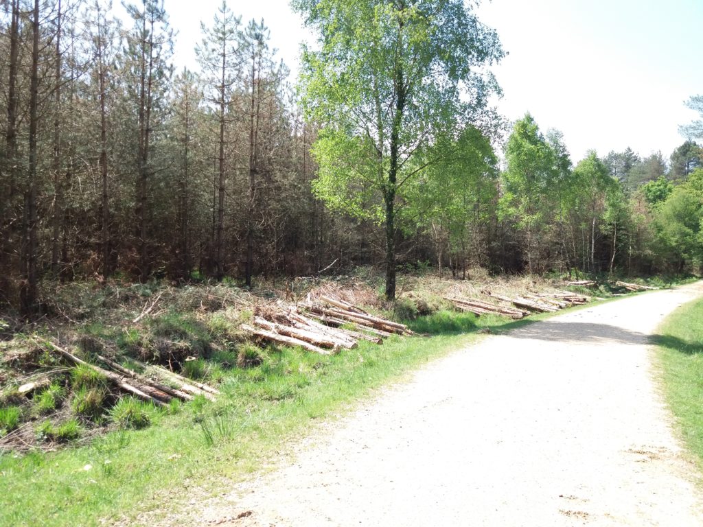 Felling of trees along a track