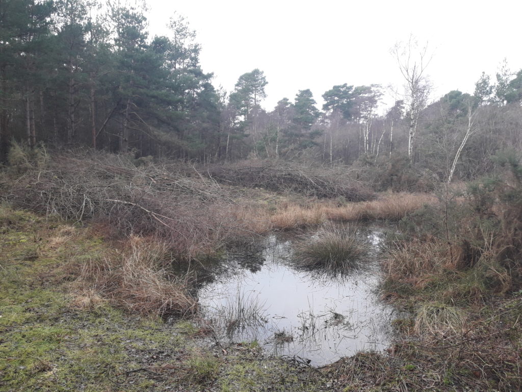 clearing of trees around a wetland area