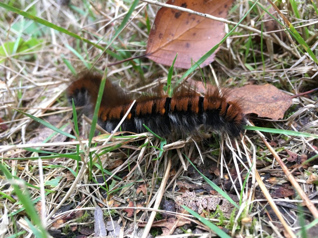 Photograph of a hairy fox moth caterpillar.