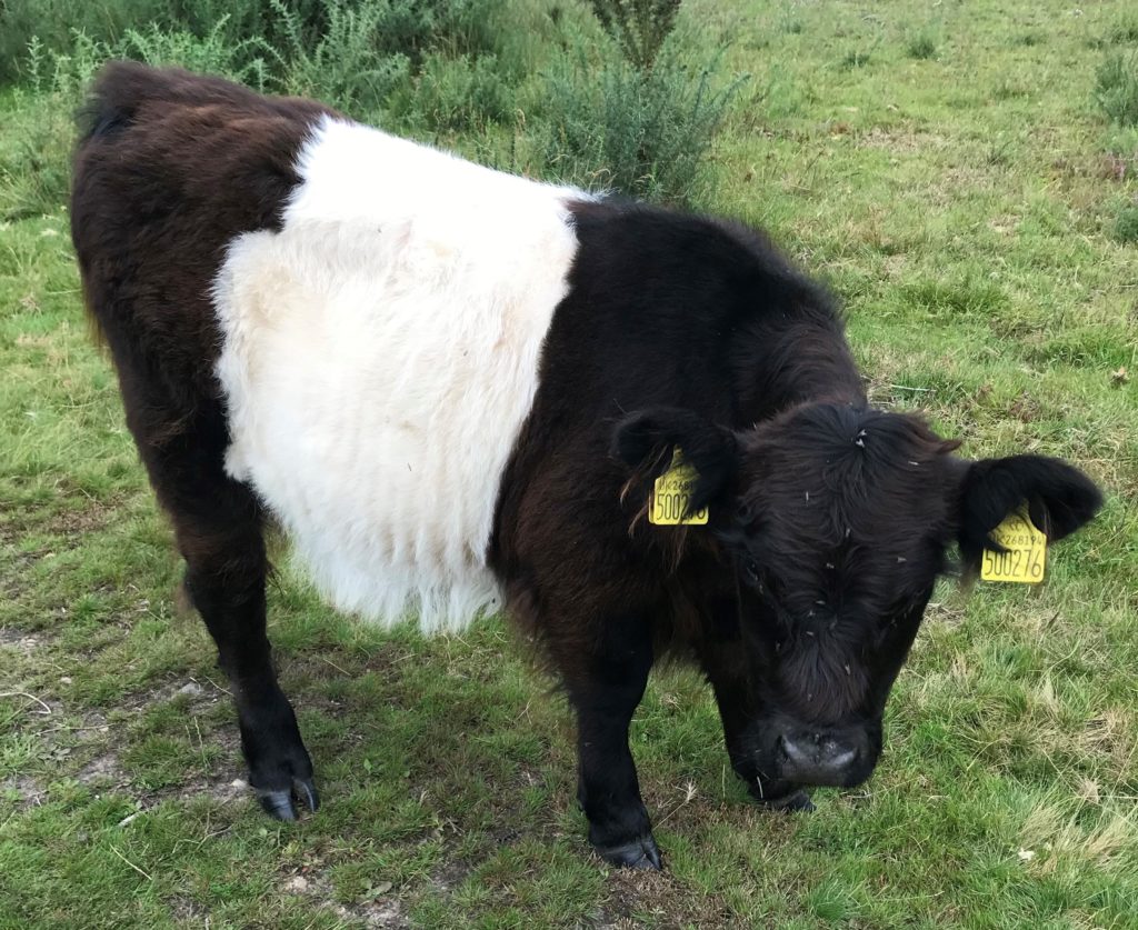 Photograph of Belted Galloway calf