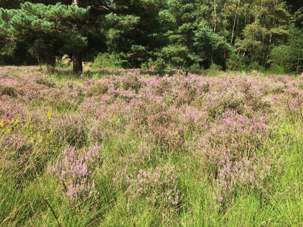 Photograph of heather in bloom