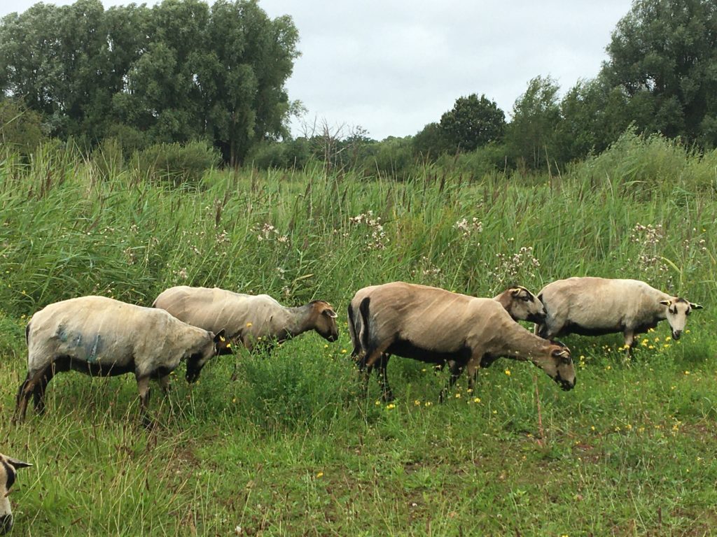 Photograph of some of the gorgeous sheet grazing the wetlands