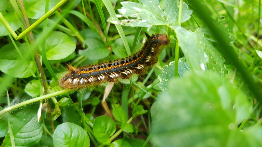 Photograph of an attractive dark caterpillar with brown hairs, golden speckles and a row of white hairs runs down each side of the body.