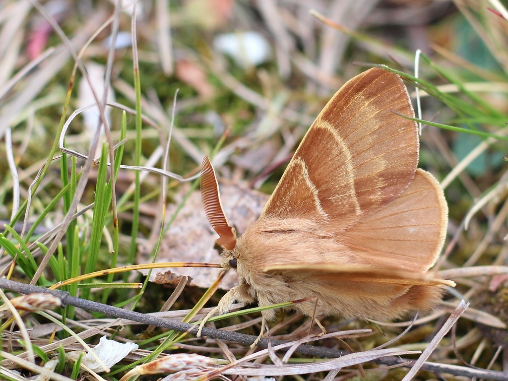Photograph of a light brown moth