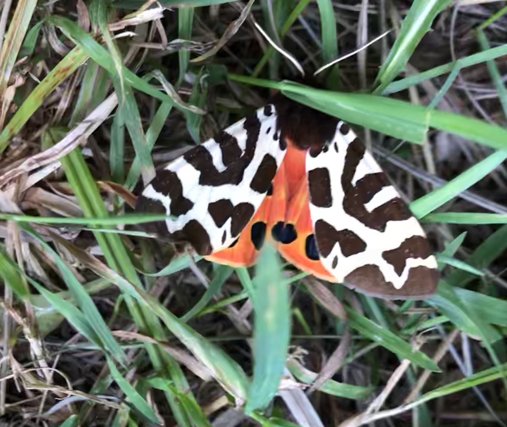 Photograph of brightly coloured moth, with brown-and white-patterned forewings and bright red hindwings