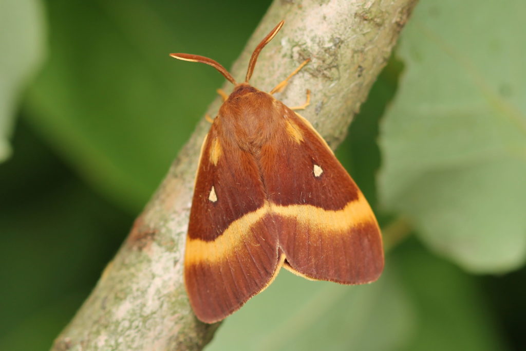 Photograph of a red-brown moth with yellow markings