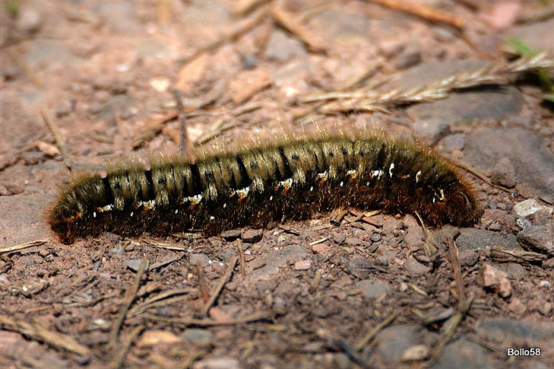 Photograph of a hairy oak eggar caterpillar with white flecks.