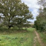 Photograph of a footpath beside a beautiful oak tree