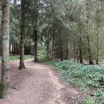 Photograph of woodland at Franklands Park