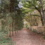 Photograph of woodland at Franklands Park