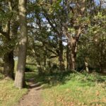 Photograph of woodland at Franklands Park