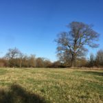 Photograph of the view across the meadow at Swan Lake Park