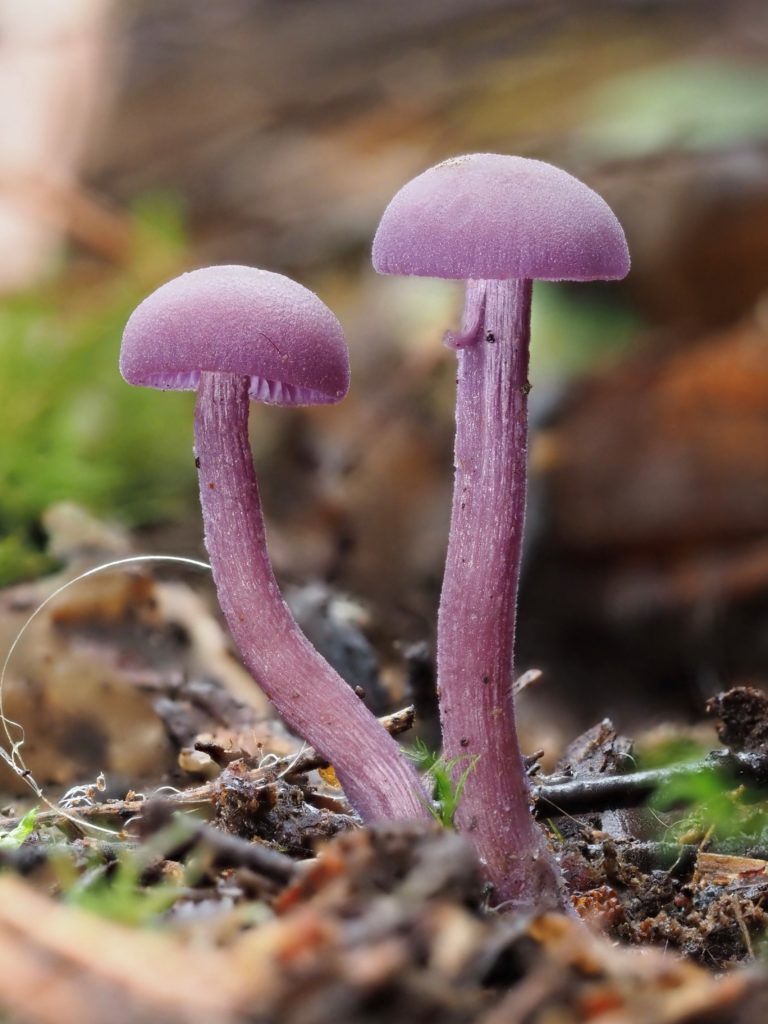 Photograph of two small, exquisite purple fungi