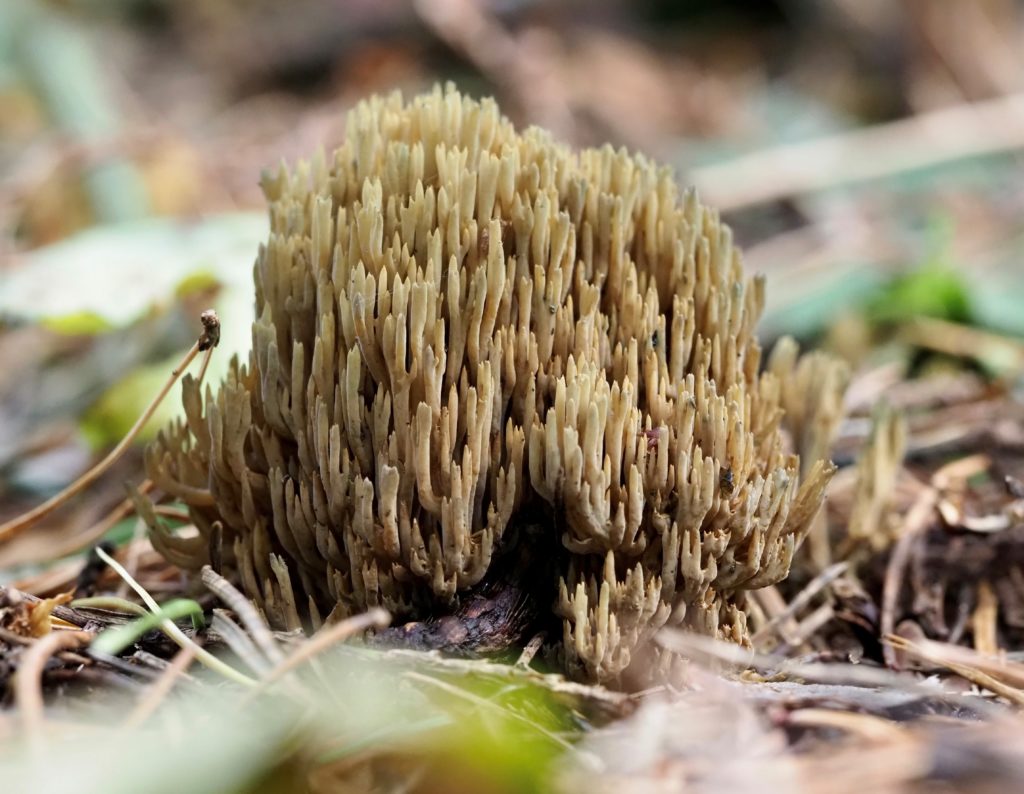 Photograph of a beige fungi textured like coral