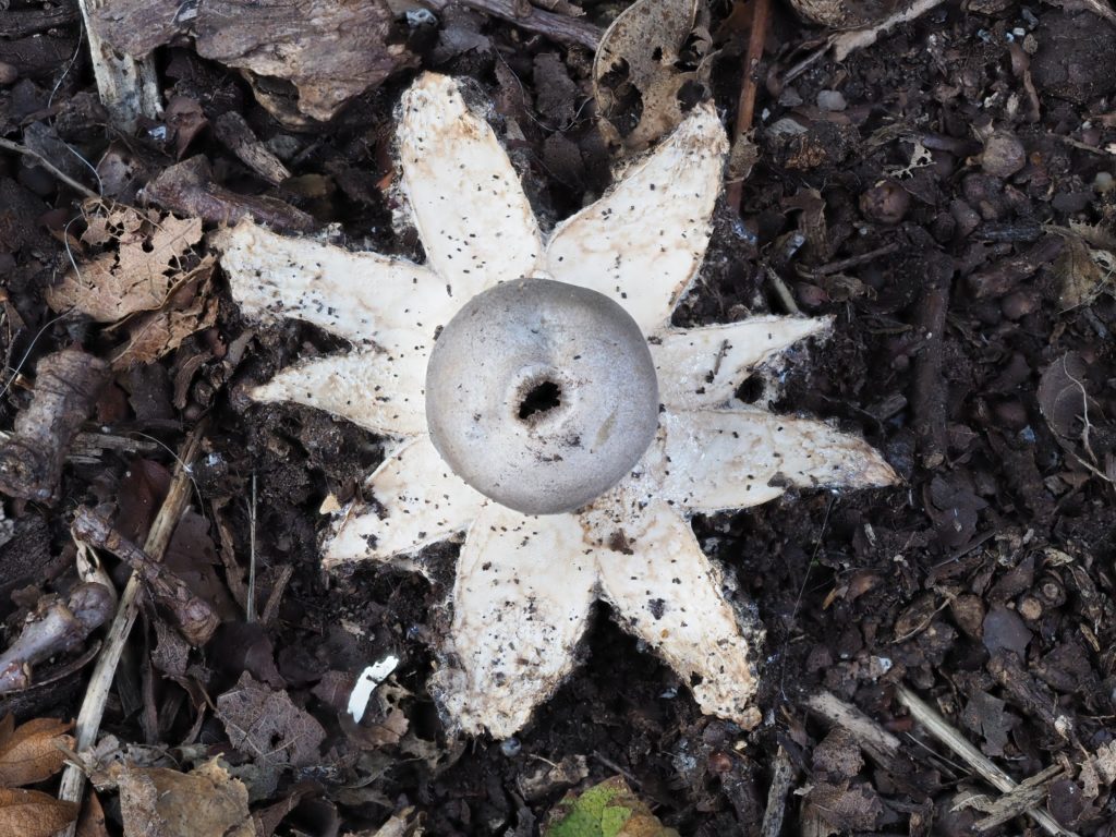 Photograph of a fungi that has opened out into a star