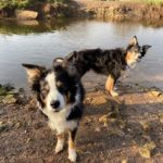 Phot of two collies beside the river