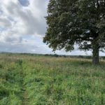 The wildflower meadow has grown long and is full of wild flowers