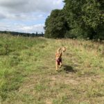 Two dogs enjoying the meadow