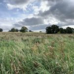 The meadow has grown long grass