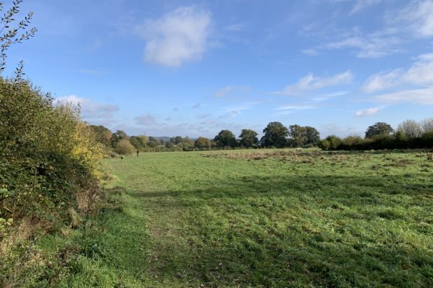 Photograph of the meadows in early autumn, showing mown path through the meadow