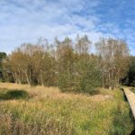 Panoramic view of the wetland area of the ‘Old Oak Way’