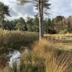 Pond thick with reeds and surrounded by pine trees