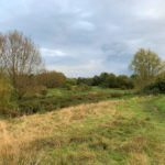 A view acrosss willows and damp meadow