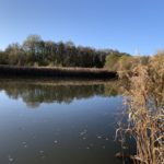 Photo looking across the lake through the reedbed