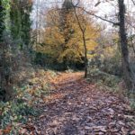 Photo of a woodland path in autumn