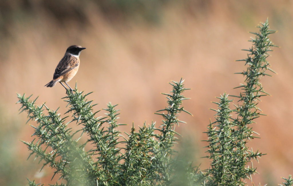 Photograph of a stonechat perched on a gorse bush. Black head and white collar identify it.