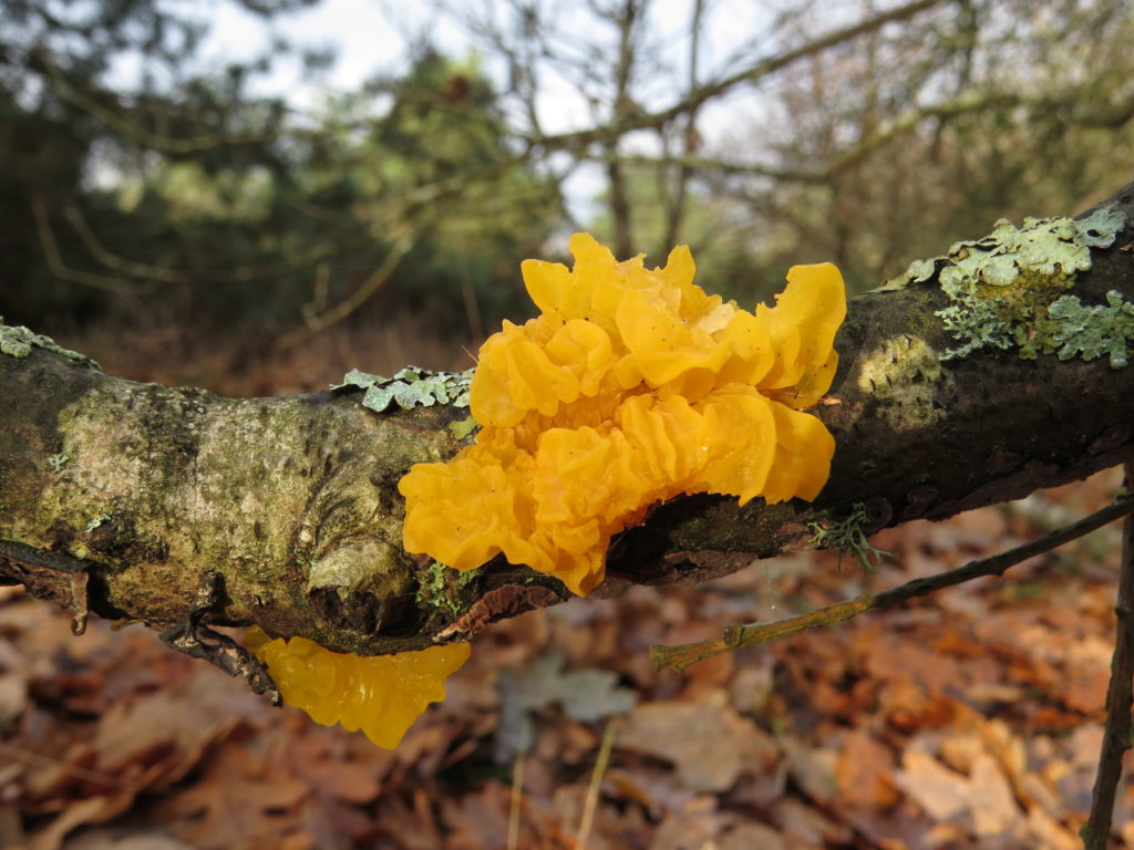 Photograph of bright yellow brain-like fungi