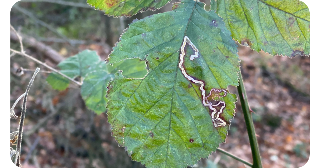 A photo of a leaf miner caterpillar's journey on a bramble leaf