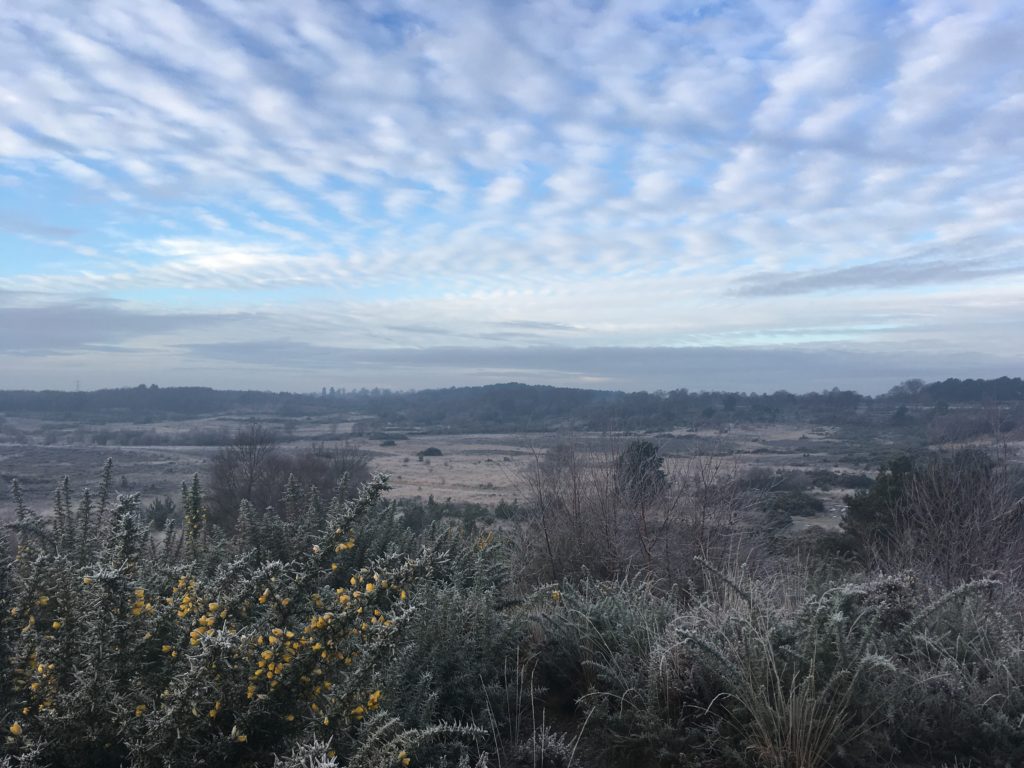 A photograph of a frosty heathland