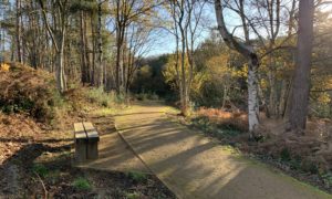 Photo a well surfaced path and a bench in woodland in autumn